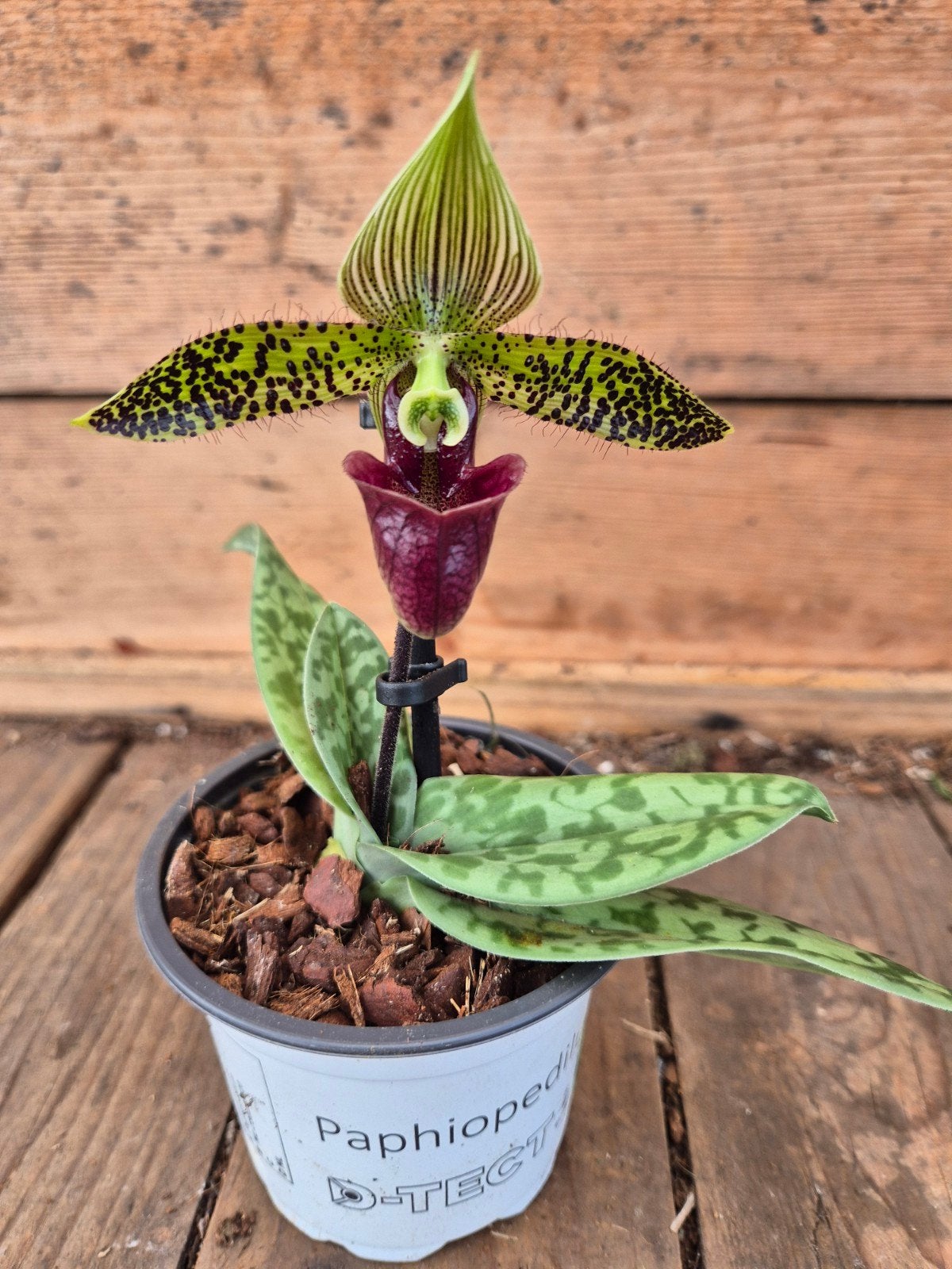 Orchidee Paphiopedilum p9 (j), Ophalen of Verzenden, Halfschaduw, Minder dan 100 cm