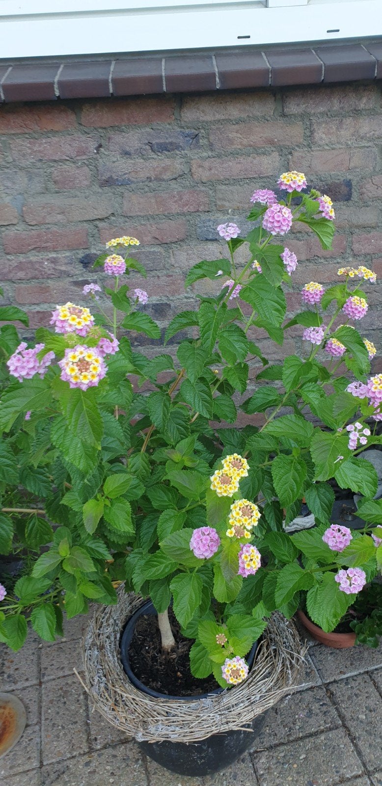 Grote Wisselbloem op stam (Lantana camara) 115 cm hoog, Volle zon, Vaste plant, Zomer, Ophalen