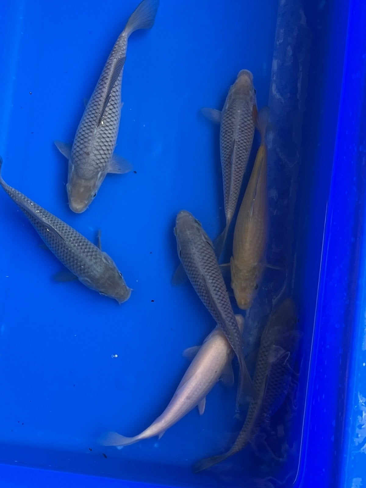 Soragoi/karashigoi, Karper of Koi
