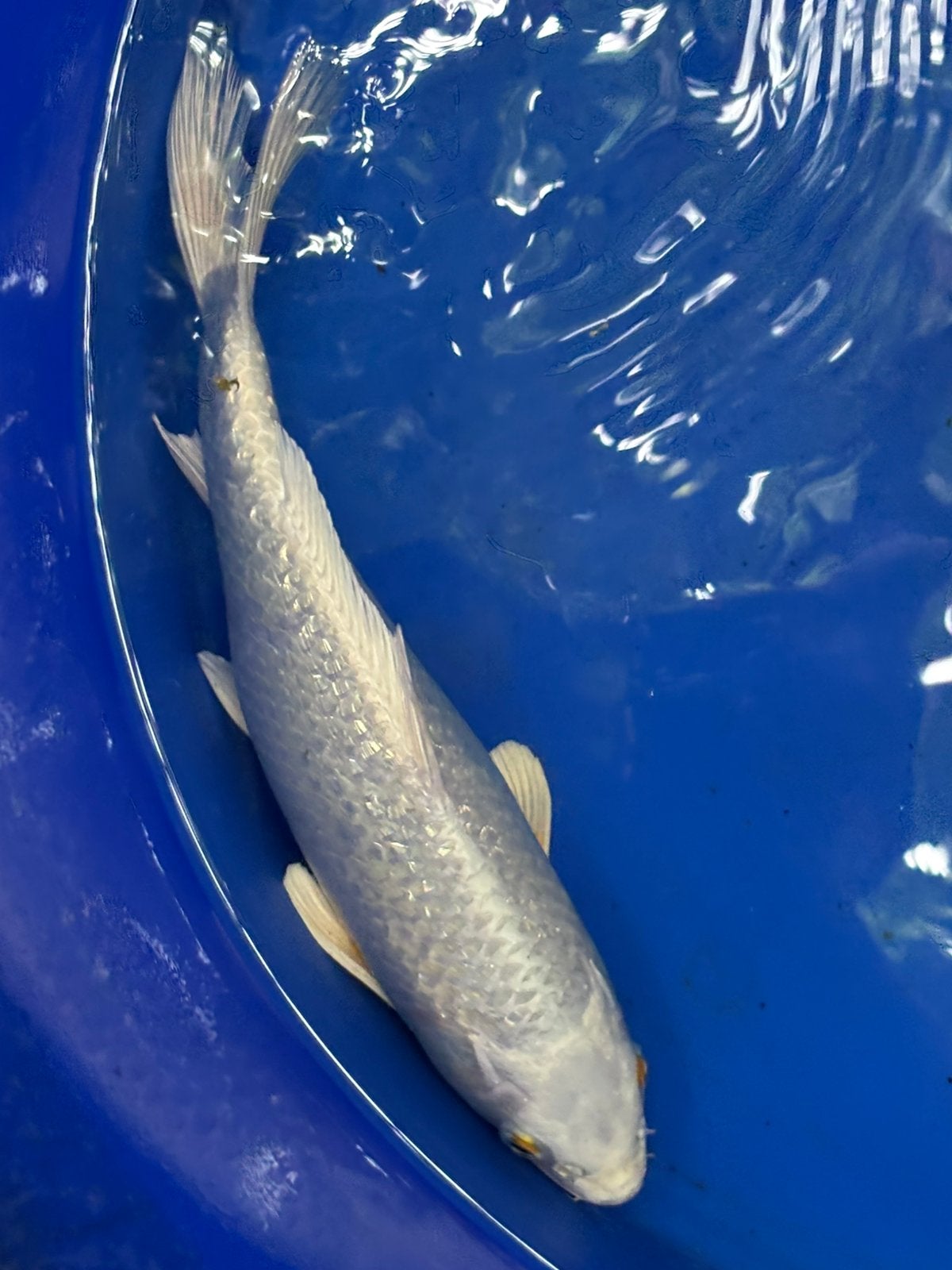 Ginrin yamabuki ogon koikarper japanse koi vis vissen vijver, Dieren en Toebehoren, Vissen | Vijvervissen, Karper of Koi