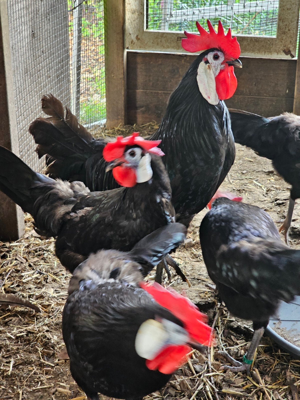 mooie spaanse witwang kippen te koop., Dieren en Toebehoren, Meerdere dieren, Kip
