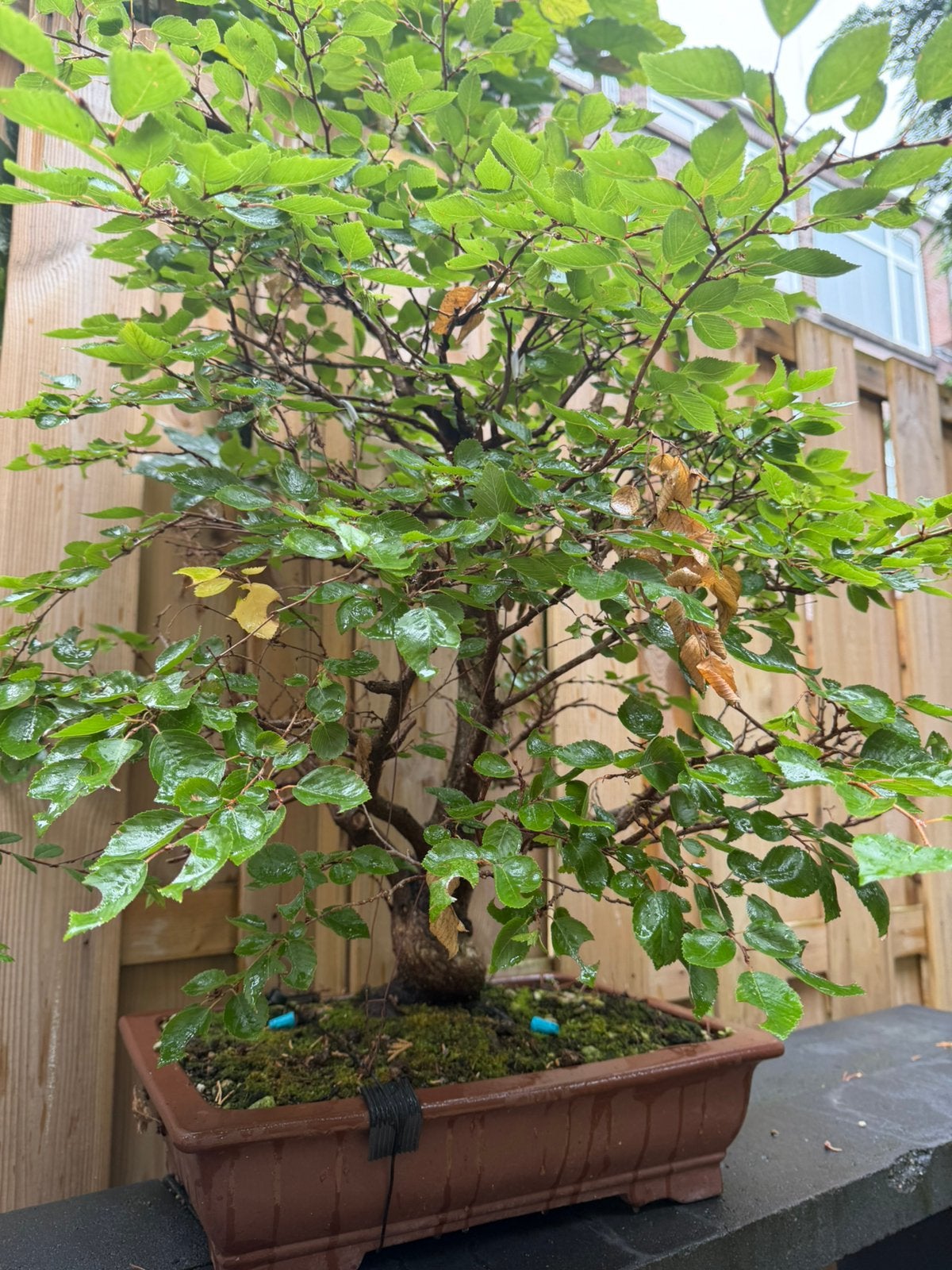 Bonsai te koop, Ophalen, Bloeit niet, Halfschaduw, Overige soorten