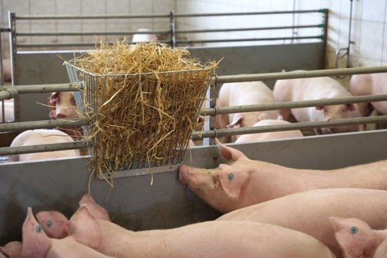 Hooiruif dubbel, Opzetruif fijn (spijlafstand 20mm), Meerdere dieren, Schaap
