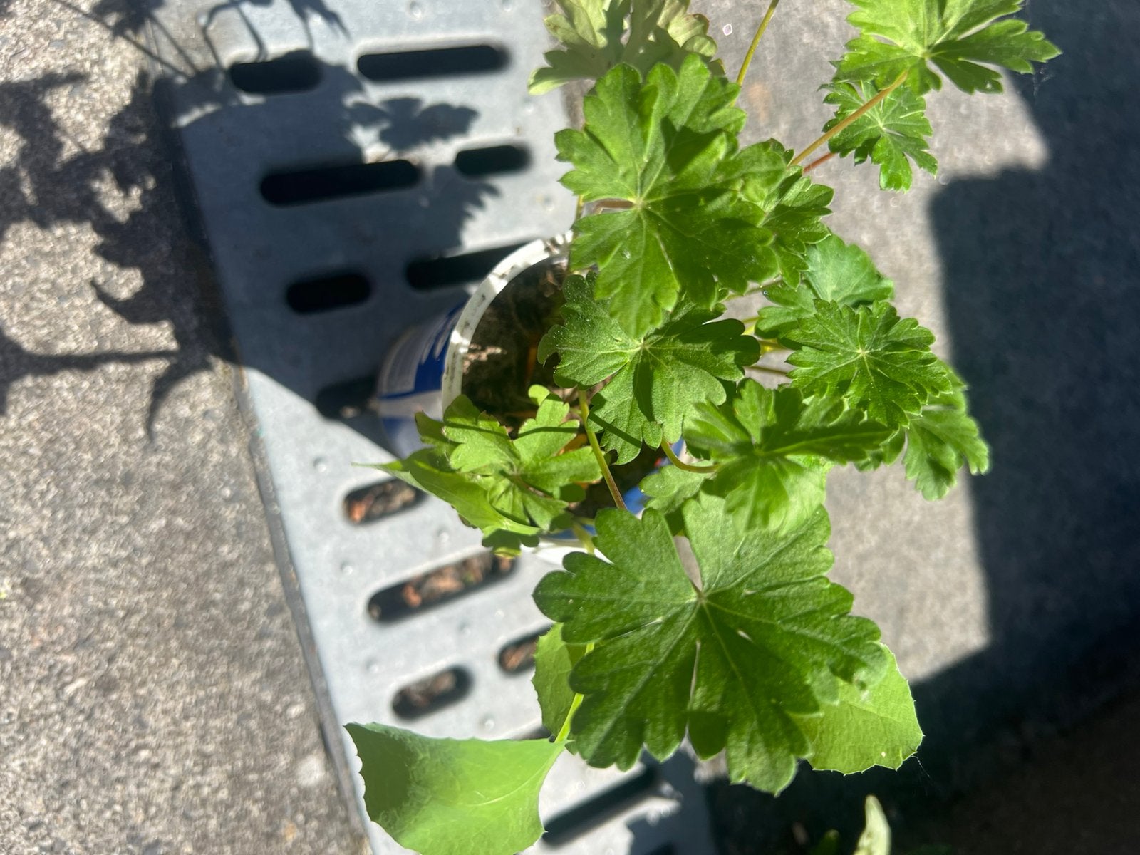Geranium plant, Tuin en Terras, Ophalen of Verzenden, Overige soorten, Minder dan 100 cm