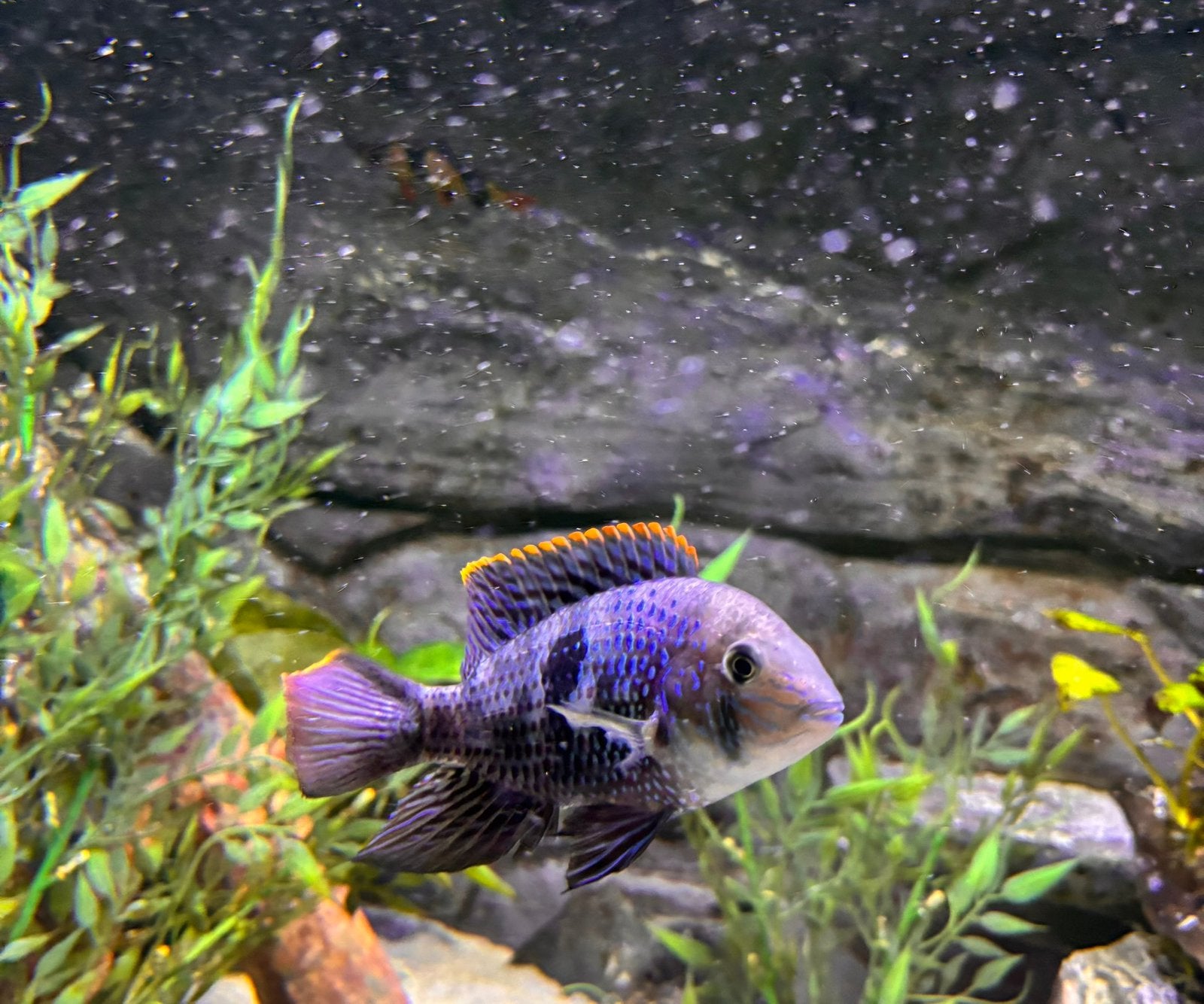 Hele mooie cichlides, Vis, Zoetwatervis
