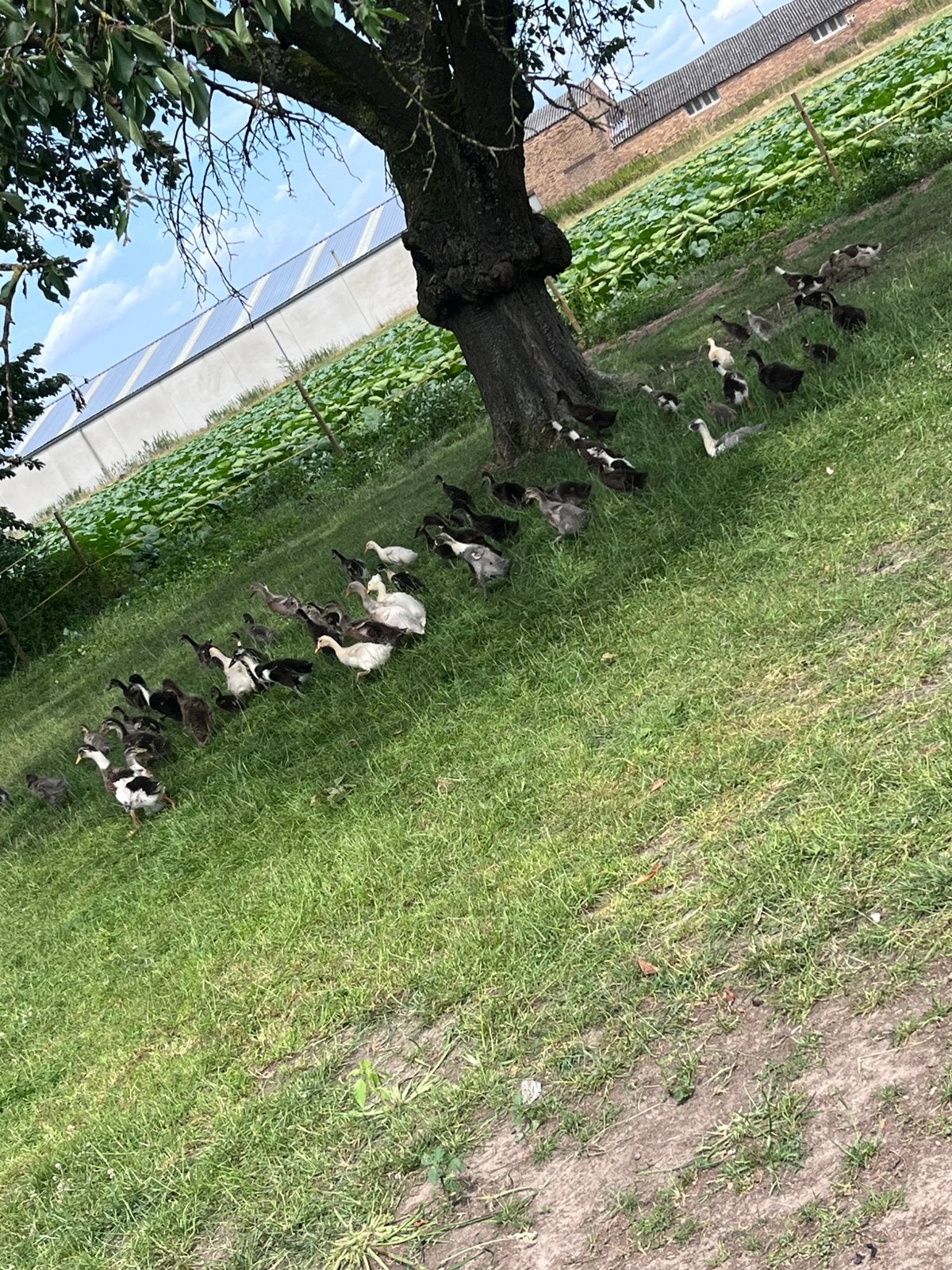 Pluimvee, Dieren en Toebehoren, Pluimvee, Kip, Vrouwelijk