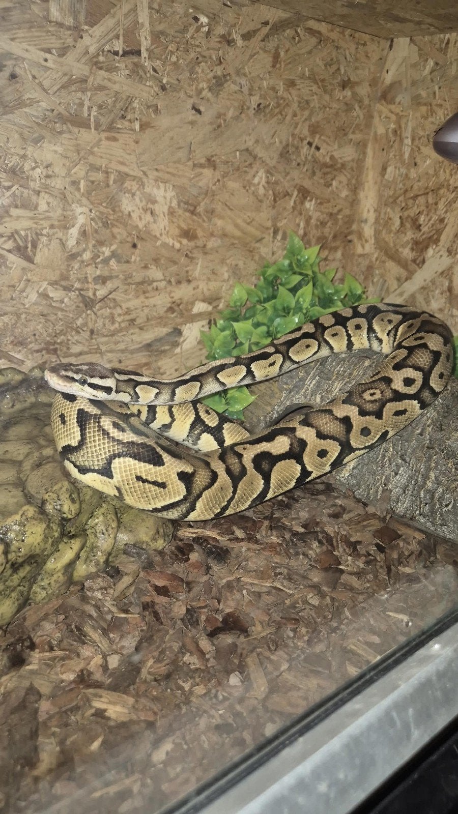 Python Ball Python photo 2