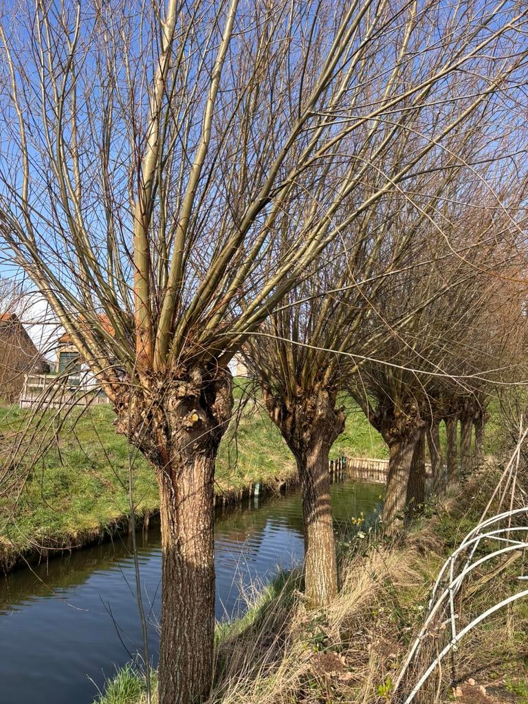 Wilgentakken gratis af te halen, Tuin en Terras, Ophalen, Volle zon, Overige soorten