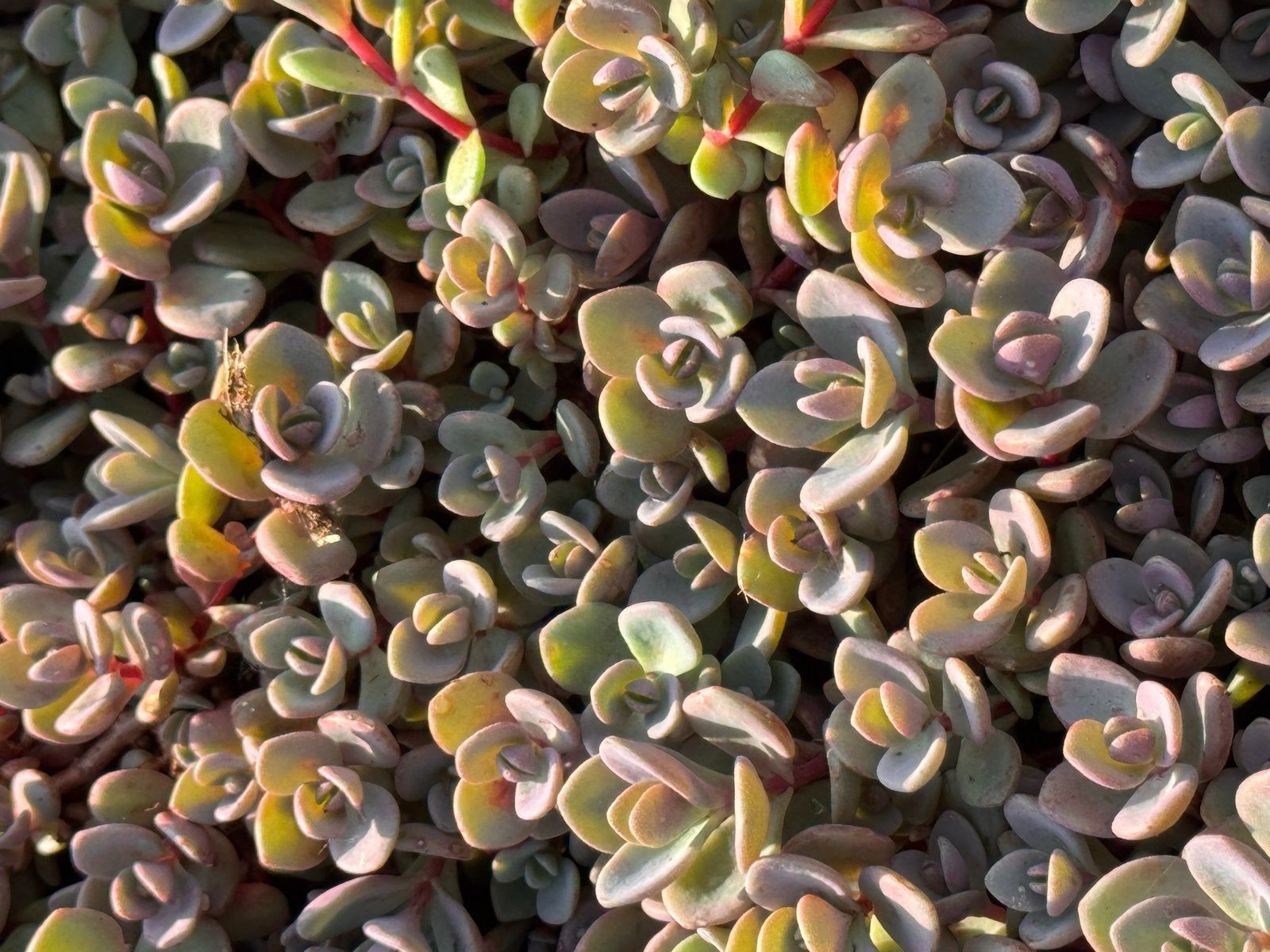 Foto 8 van Rotsplanten: 30 soorten,10 voor €10, sempervivum, sedums enz