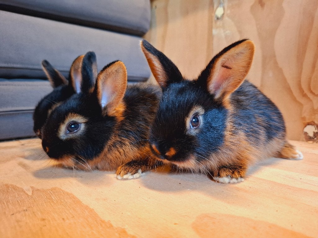 Tan konijn - Rammetje, Mannelijk, Klein, 0 tot 2 jaar
