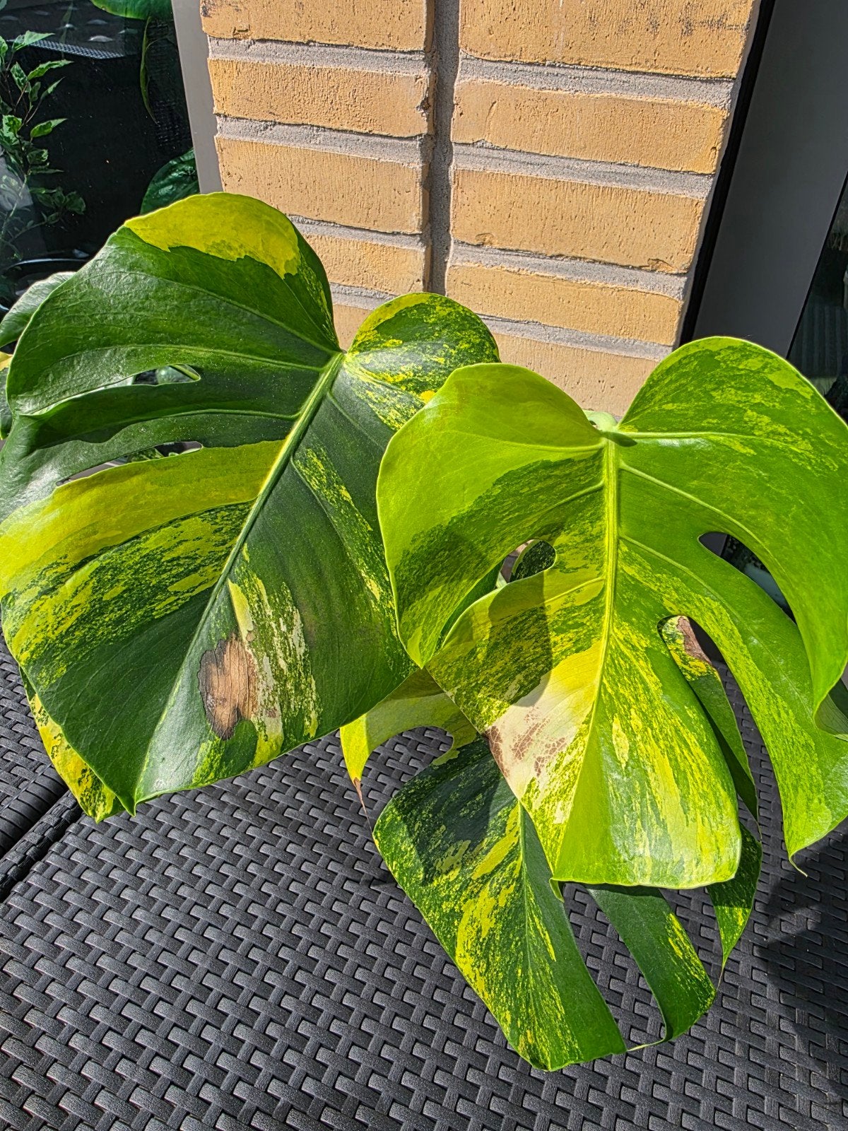 Monstera Aurea Variegata - Prachtige Kamerplant, Vaste plant, Bloeit niet, Halfschaduw, Ophalen
