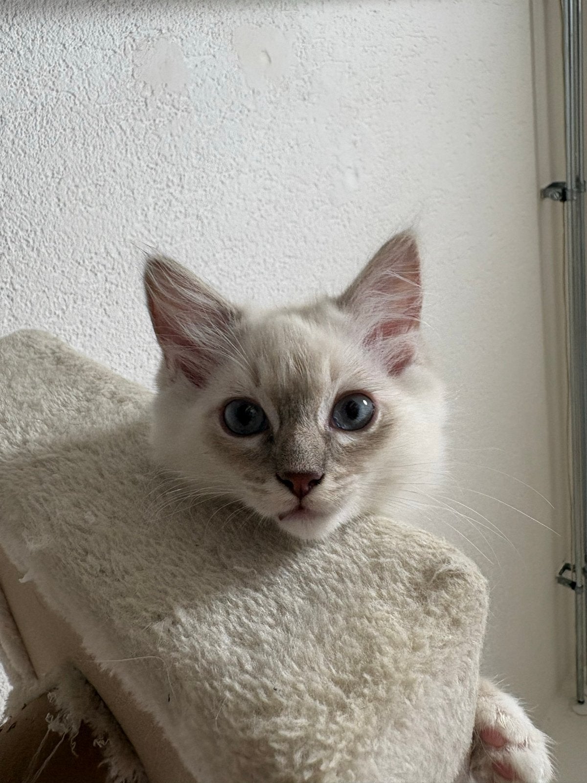 nog 1 poesje Ragdoll kitten ( enigste poesje van het nest ), Meerdere dieren, Ontwormd, 0 tot 2 jaar