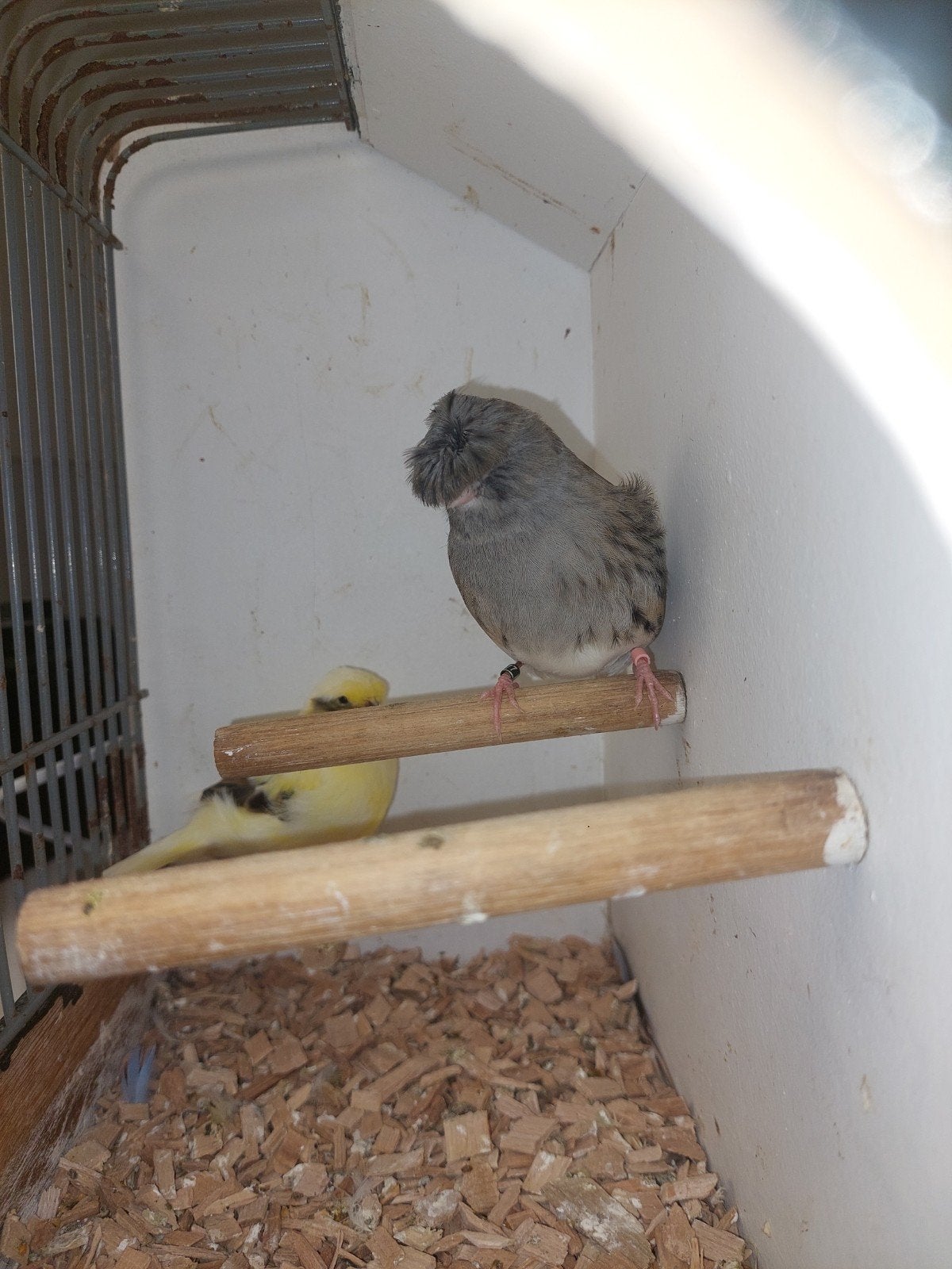 gloster stellen, Meerdere dieren