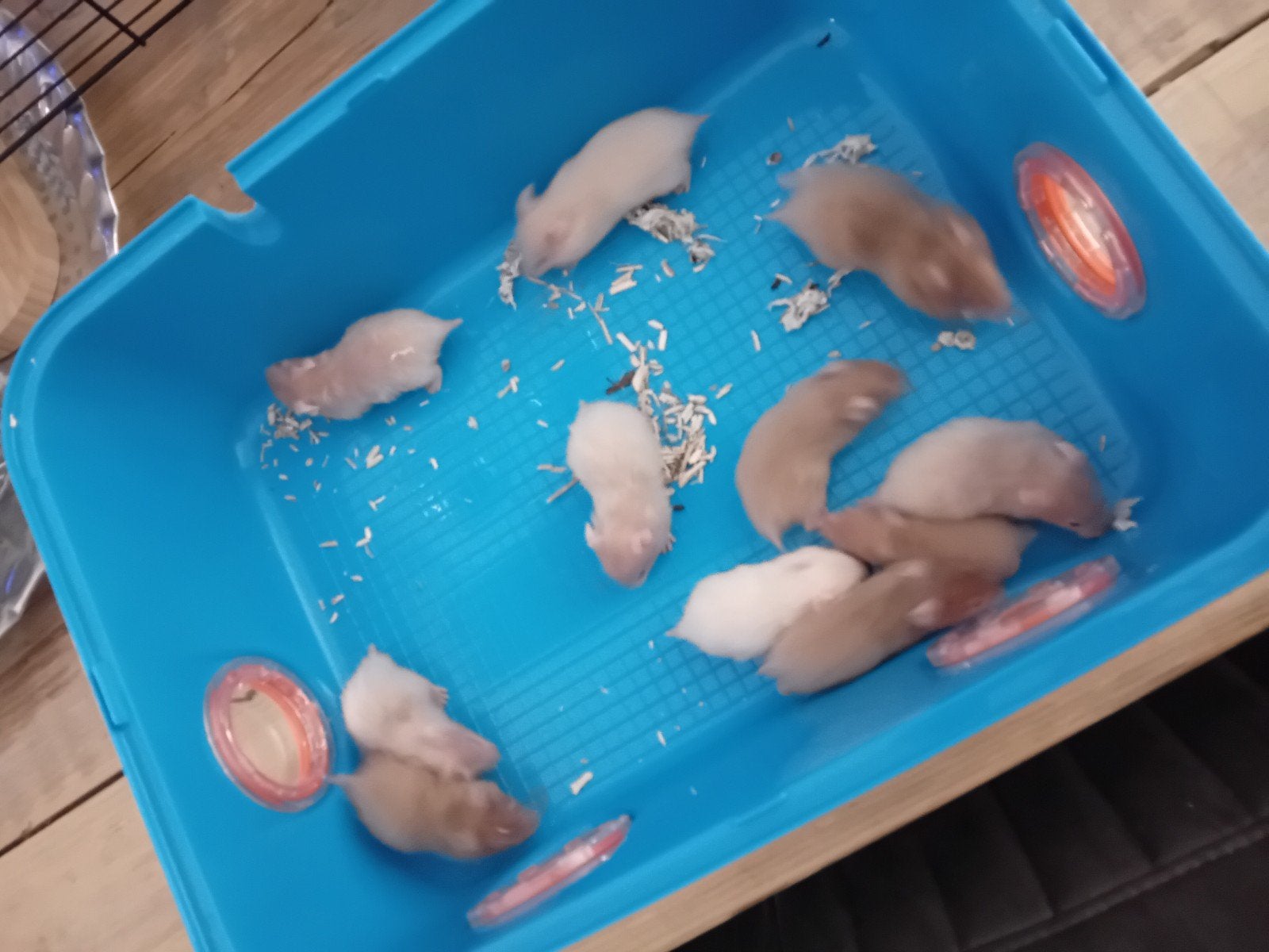 Goudhamsters, Mei, Meerdere dieren, Hamster