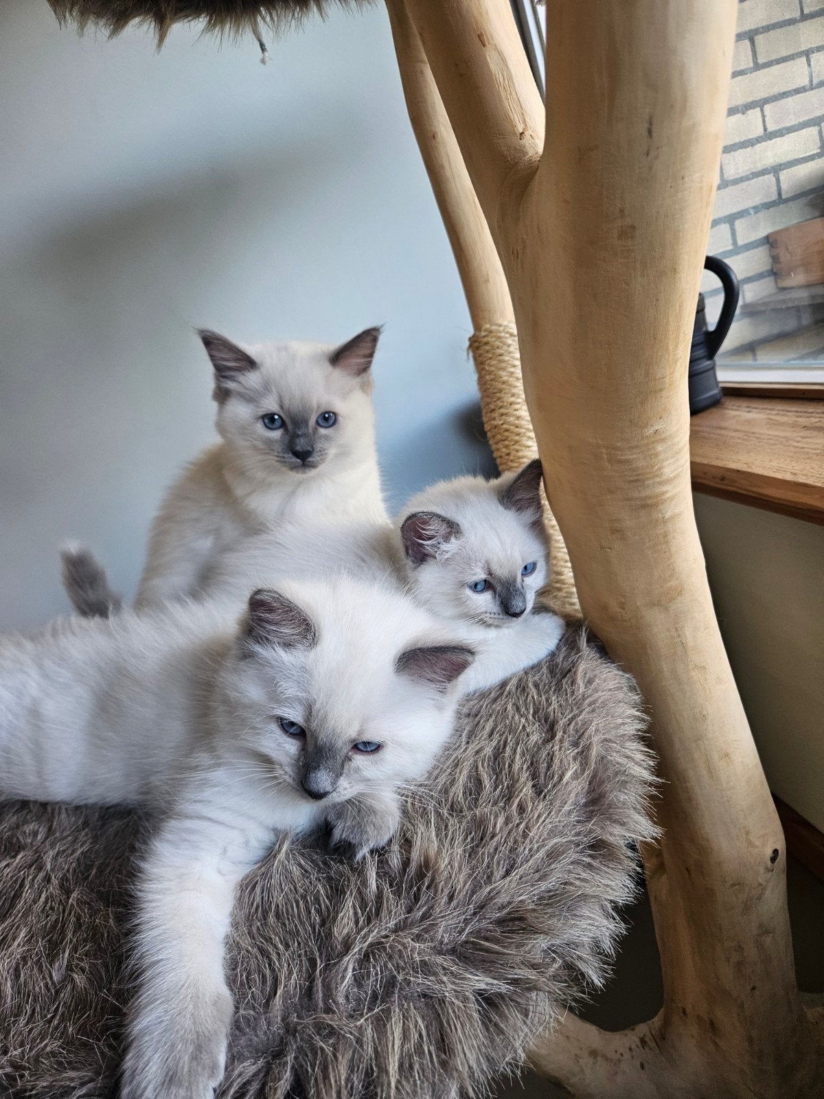 Razuivere Ragdoll blue point poesjes💚, Dieren en Toebehoren, Meerdere dieren, Gechipt, 0 tot 2 jaar