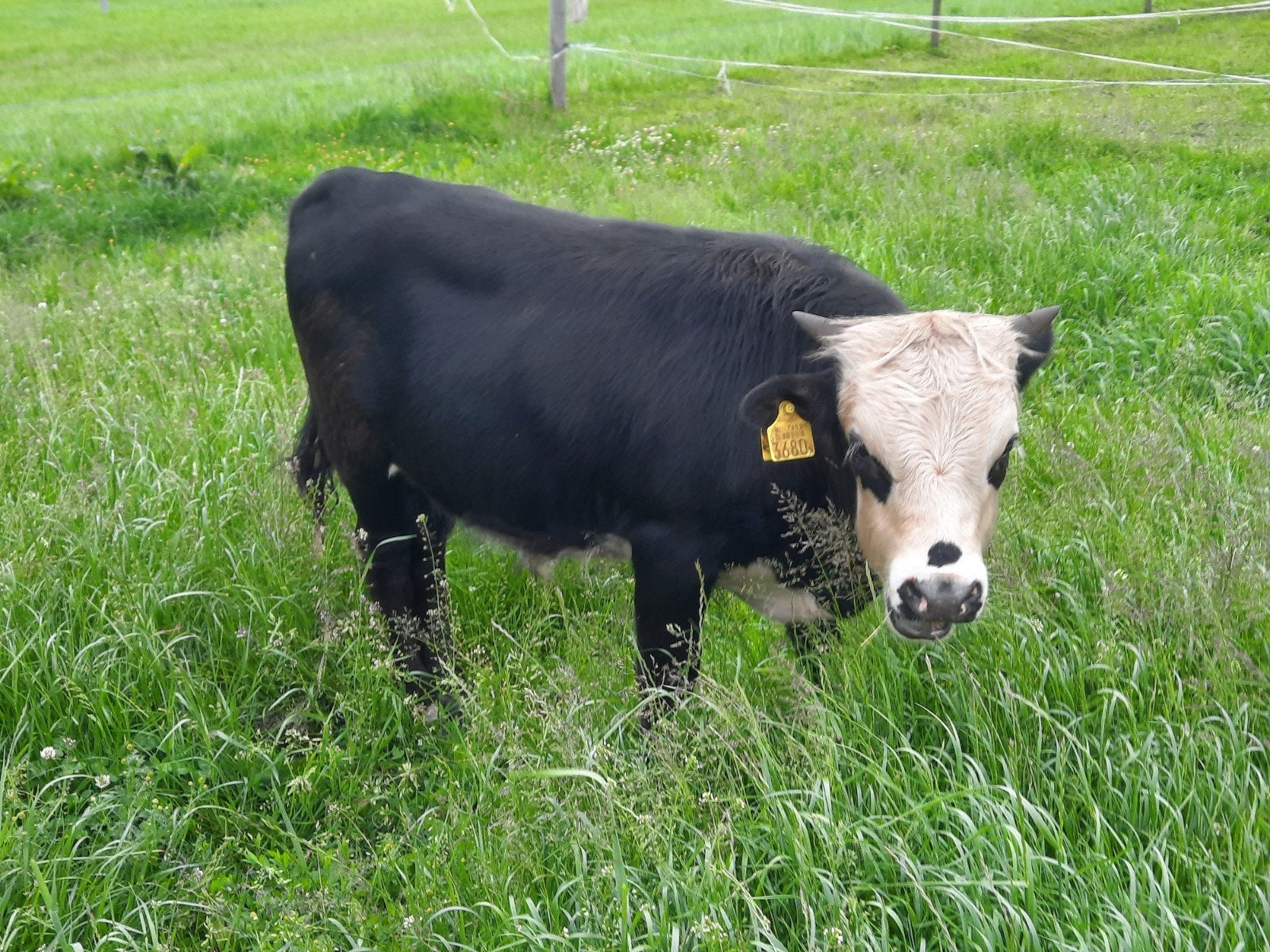 Mini runderen. Dekstier en zoogstel DAHOMEY x Mini HEREFORD., Meerdere dieren