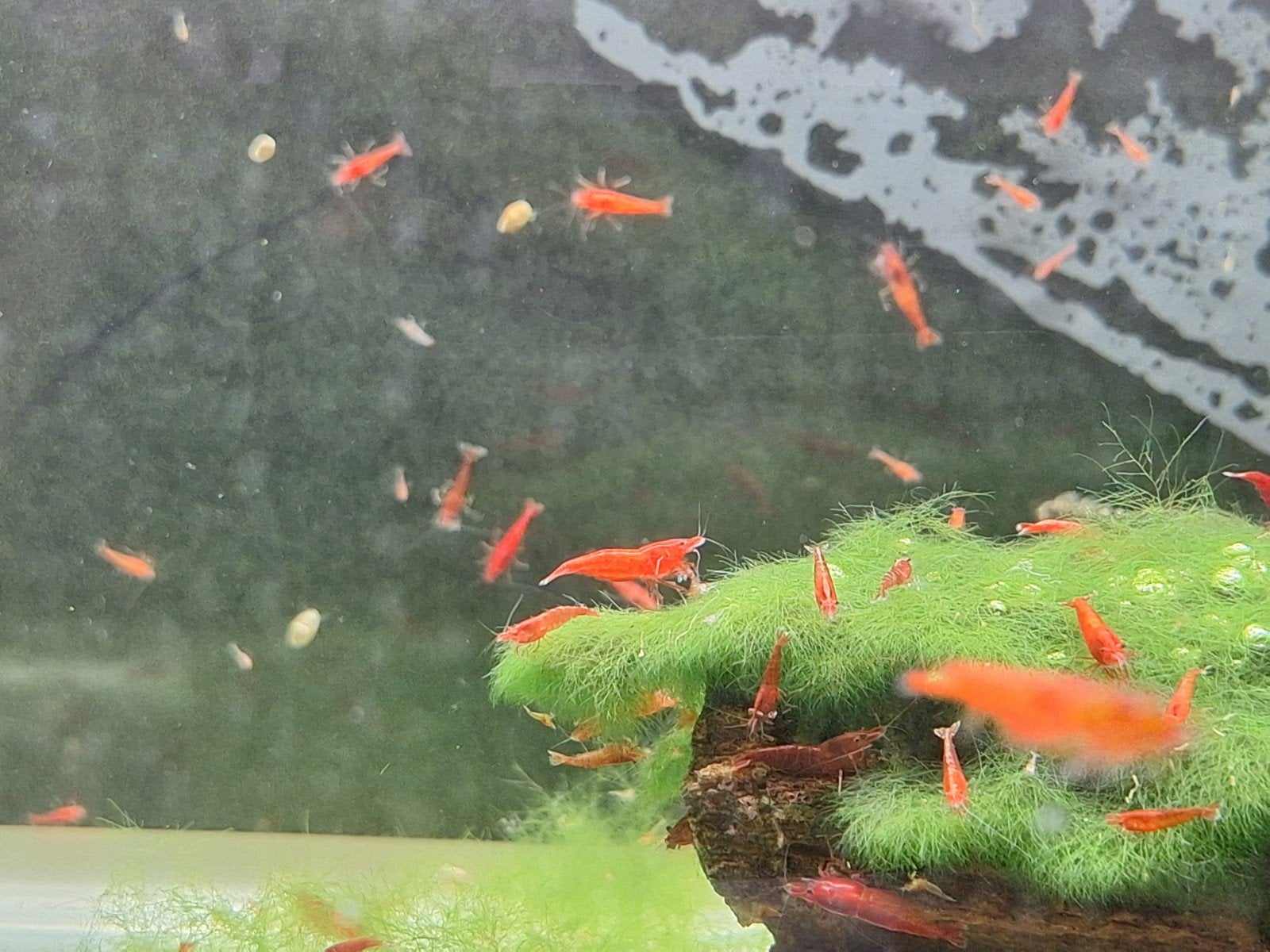 Red Shakura Neocaridina Garnalen, Dieren en Toebehoren, Kreeft, Krab of Garnaal, Zoetwatervis, Schoolvis