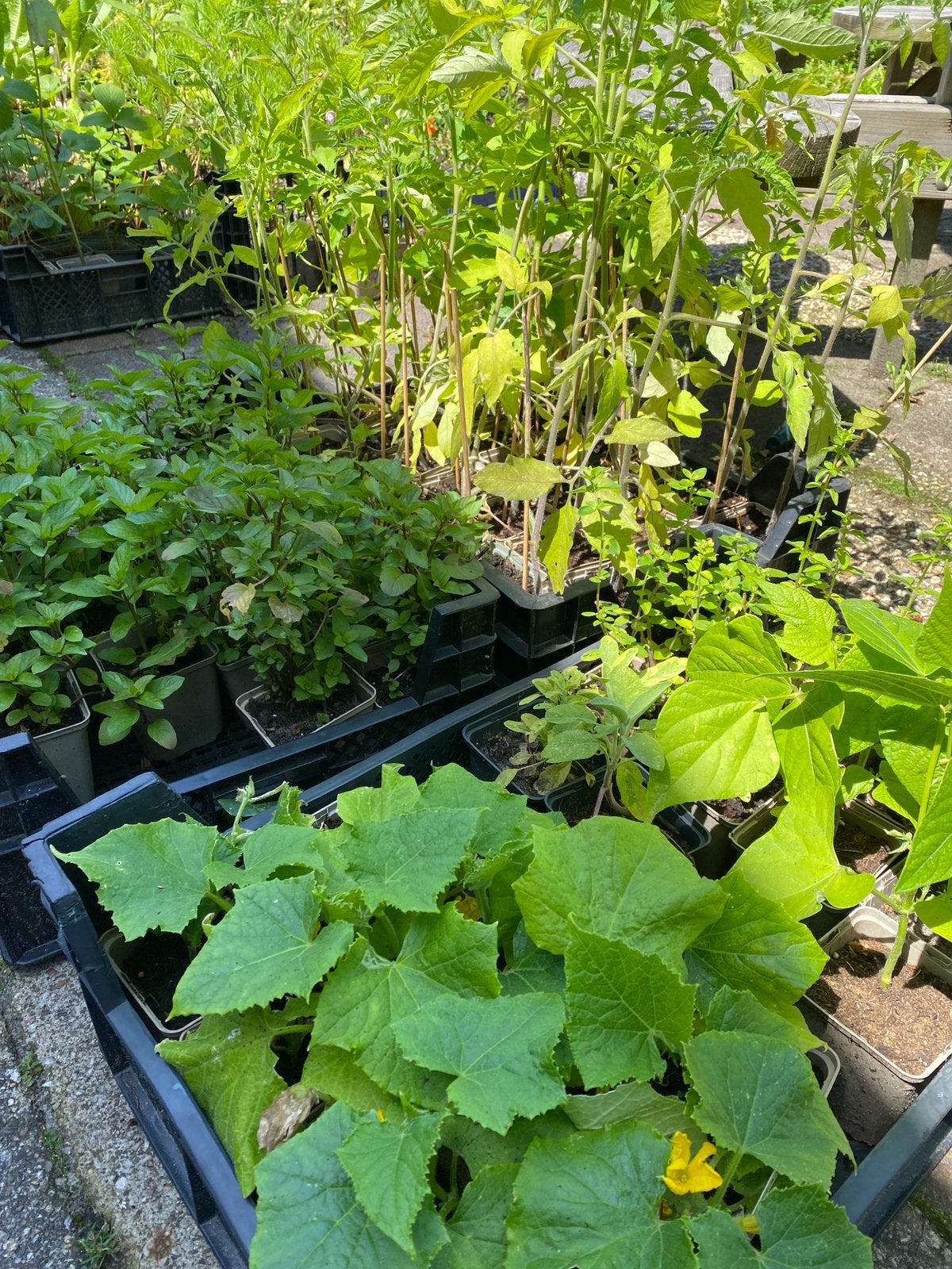 Zaailingen en meer, Ophalen, Eenjarig, Groenteplanten, Volle zon