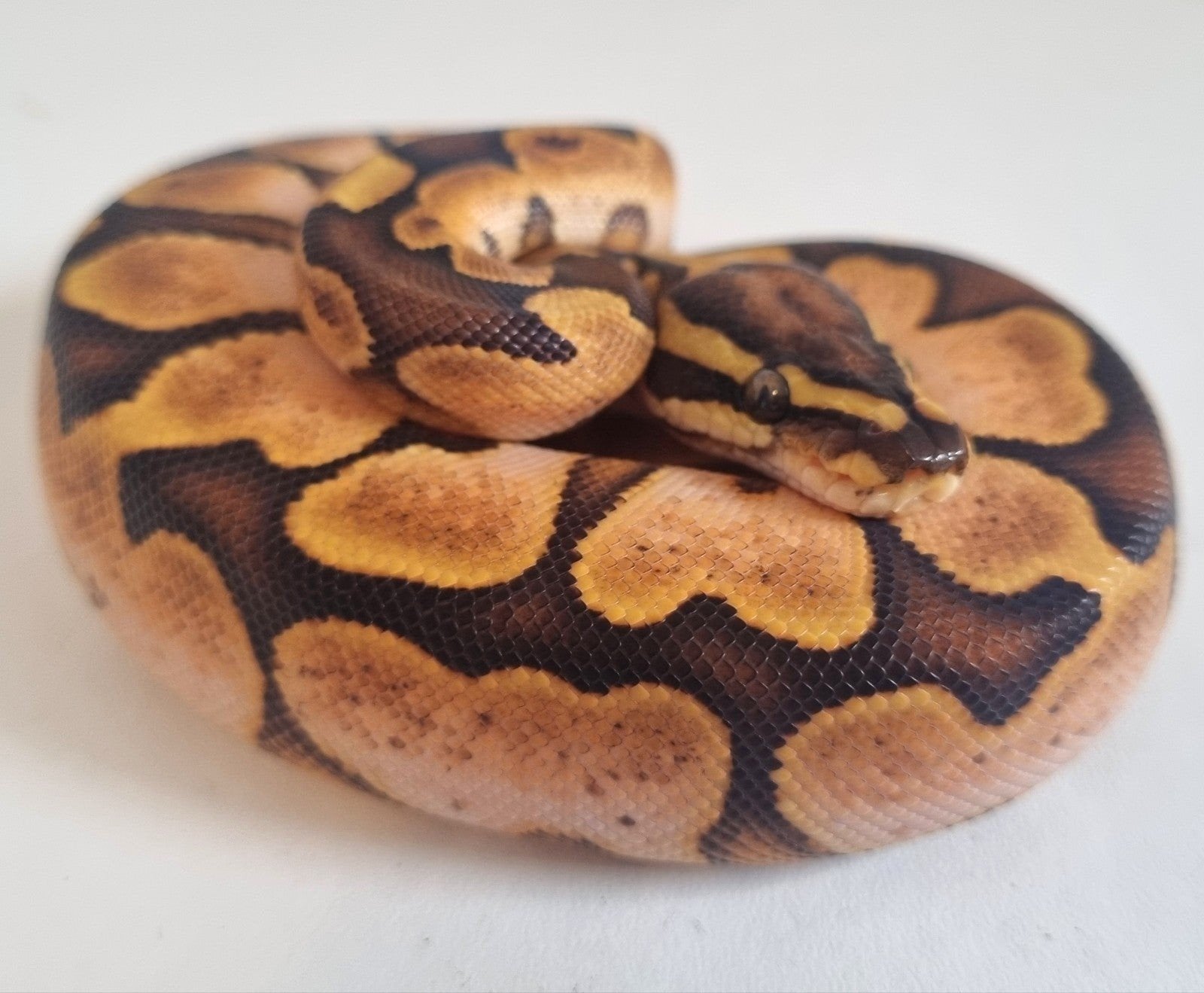 0.1 enchi special (od) calico 66% het clown Ball Python photo 2