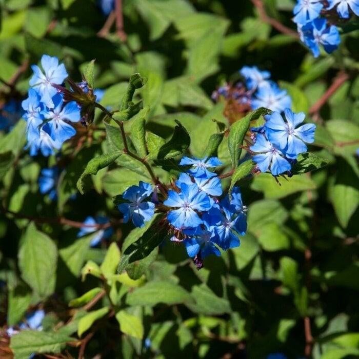 Ceratostigma Griffithii - Loodkruid (Blauwe bloemen), Ophalen, Voorjaar, Volle zon, Wortelstok