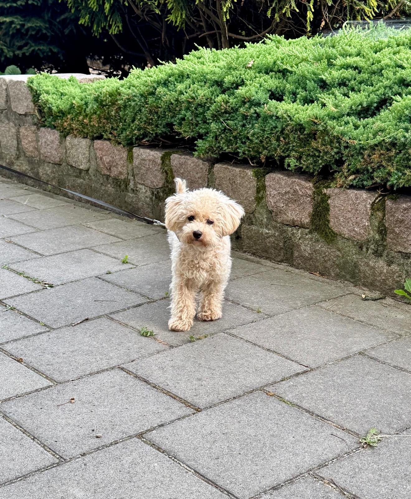 Toypoedel pup 7 maanden oud, Dieren en Toebehoren, Poedel, Parvo, 15 weken tot 1 jaar, Reu