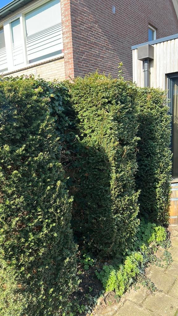 Taxus boompjes, Tuin en Terras, Planten | Bomen, Ophalen, Bloeit niet, Halfschaduw, Overige soorten