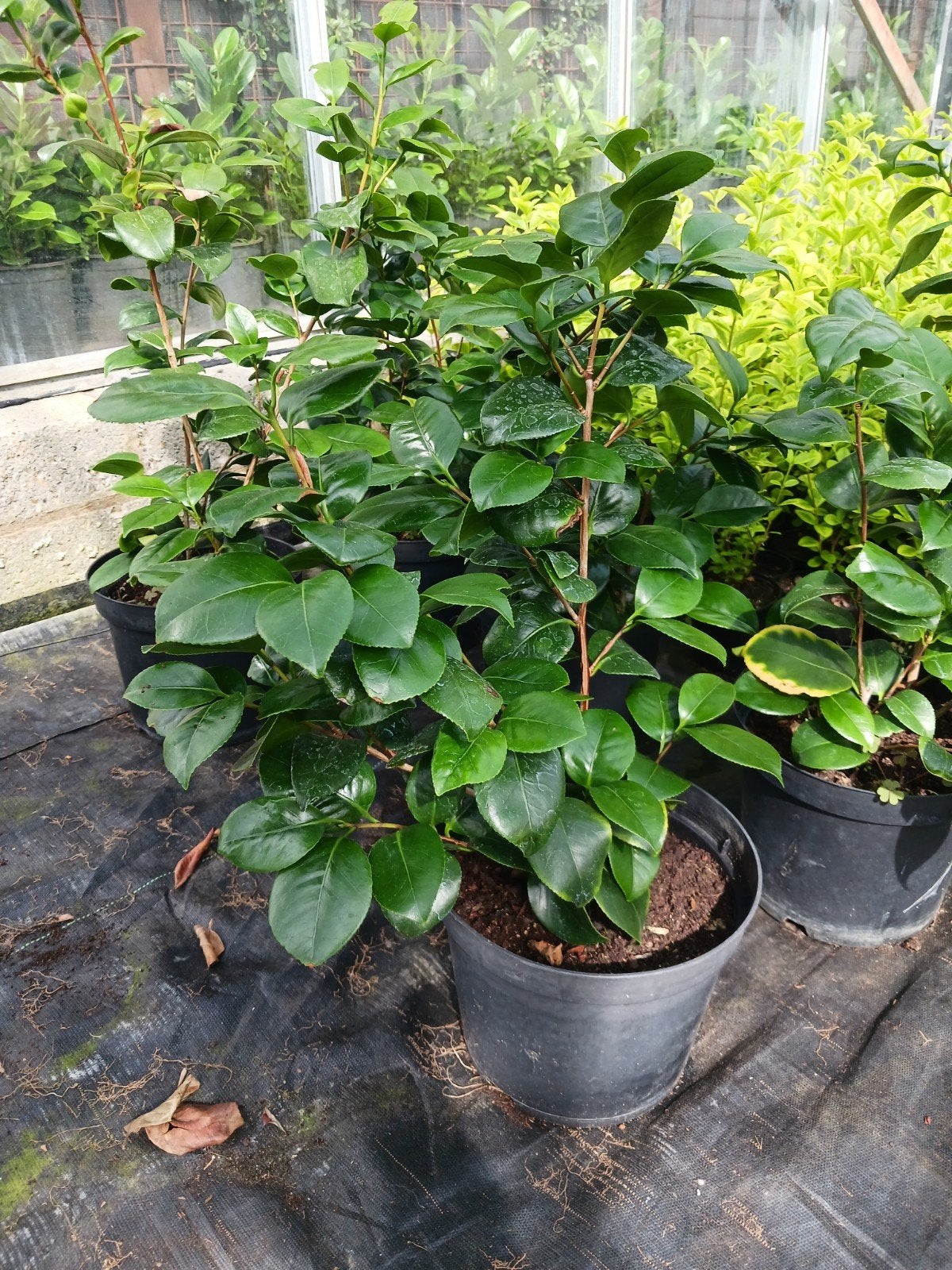 Rode Camelia, Tuin en Terras, Planten | Struiken en Hagen, Ophalen, Overige soorten, Minder dan 100 cm