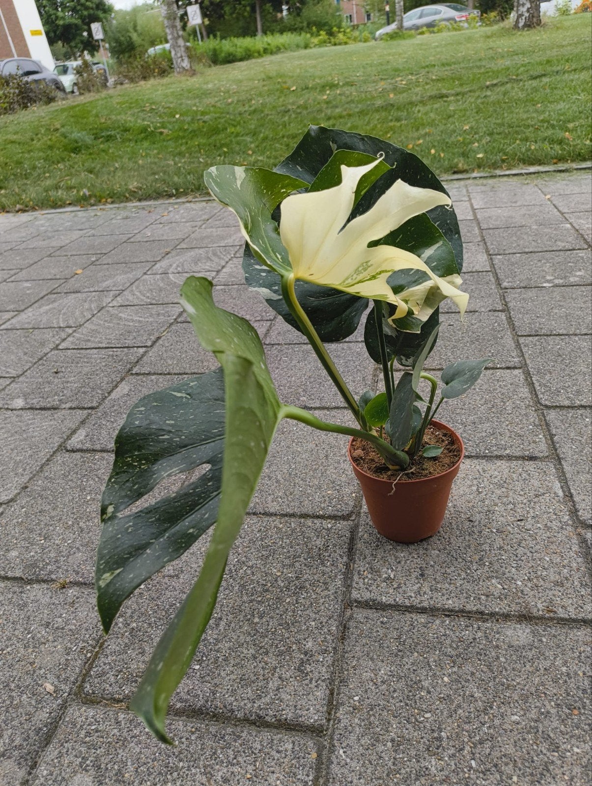 Monstera Deliciosa Variegated - Prachtige Kamerplant, Huis en Inrichting, Kamerplanten, Ophalen, Overige soorten, Halfschaduw