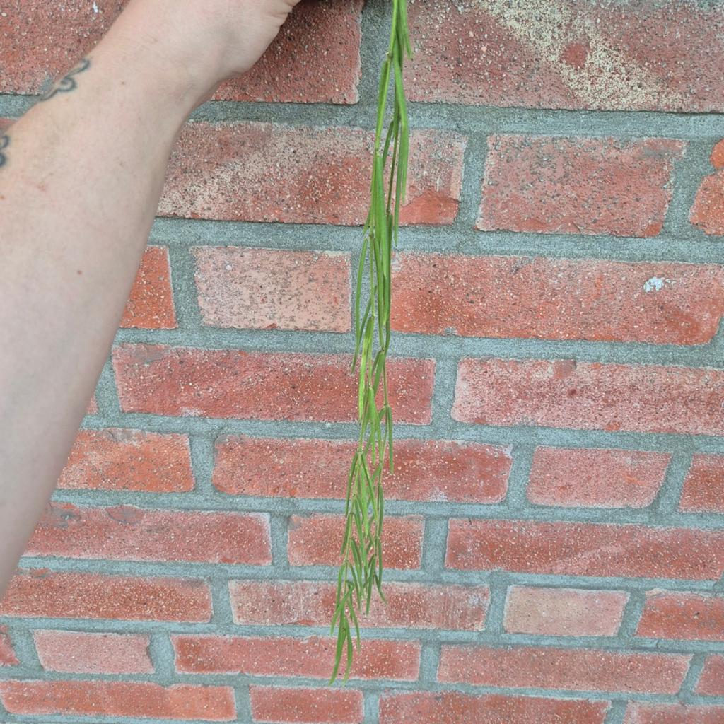 Hoya linearis (zie beschrijving), Ophalen of Verzenden, Halfschaduw, Minder dan 100 cm