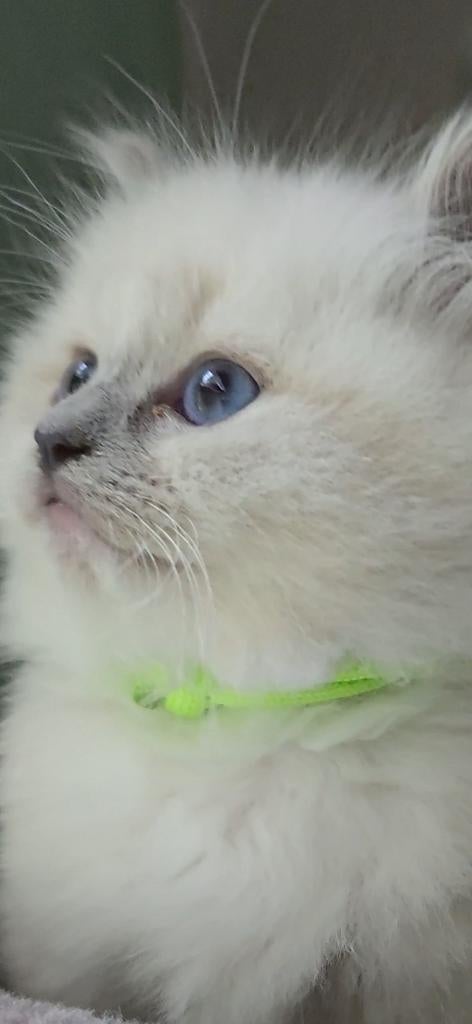 Ragdoll Kittens.2 meisjes beschikbaar., Meerdere dieren
