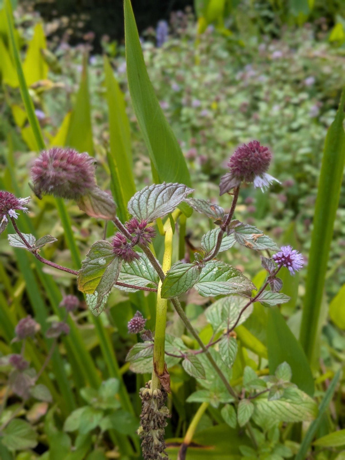 Watermunt (Mentha aquatica) - Vijverplant, Tuin en Terras, Ophalen, Volle zon, Vaste plant, Zomer
