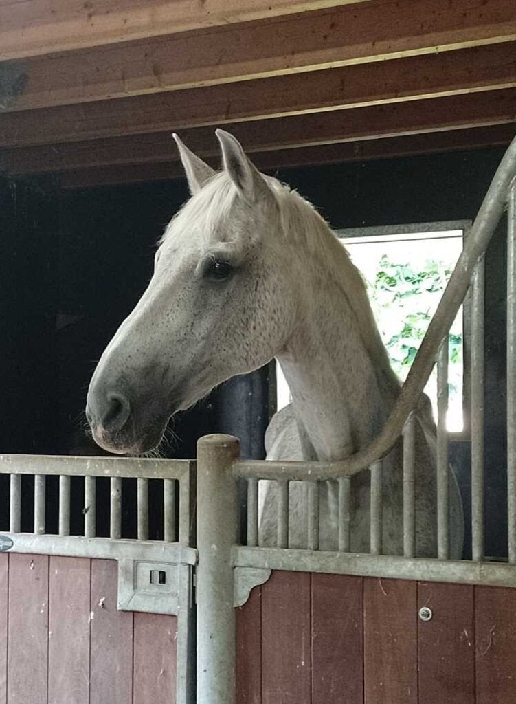 Consequent,  lief, verzorging, in uw huis, o.a. paarden, Dieren en Toebehoren, Ophalen of Verzenden, Nieuw