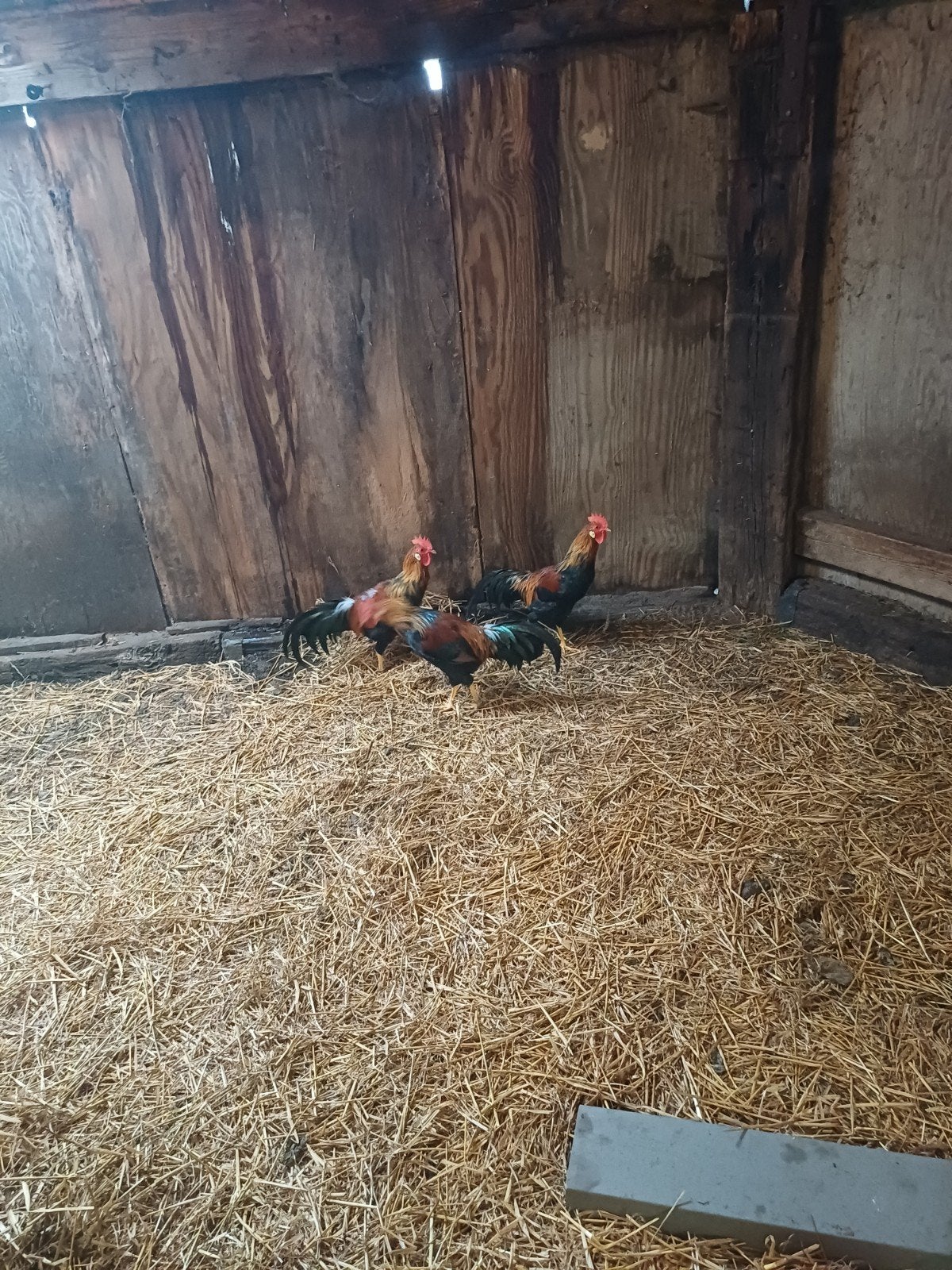 Tekoop patrijs leghorn hanen jong, Mannelijk, Kip