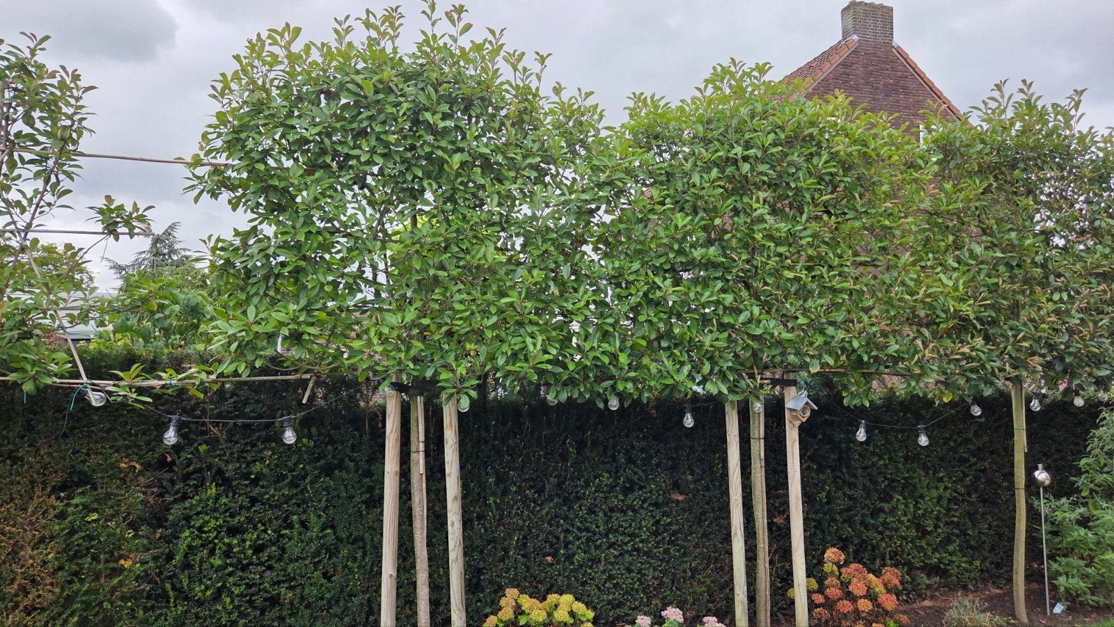 Leiboom Photinia (Glansmispel), Tuin en Terras, Leiboom, Lente, 250 tot 400 cm, Ophalen
