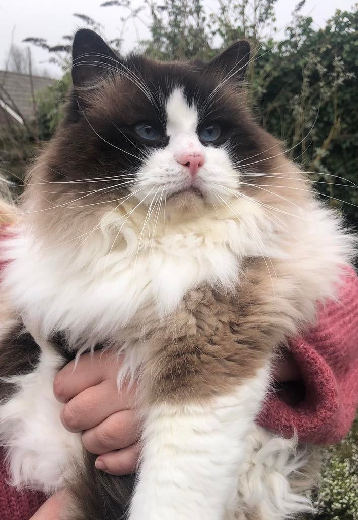 Ter dekking: Ragdoll Seal bicolor, dekkater Archie(stamboom), Dieren en Toebehoren, Katten en Kittens | Dekkaters, 3 tot 5 jaar