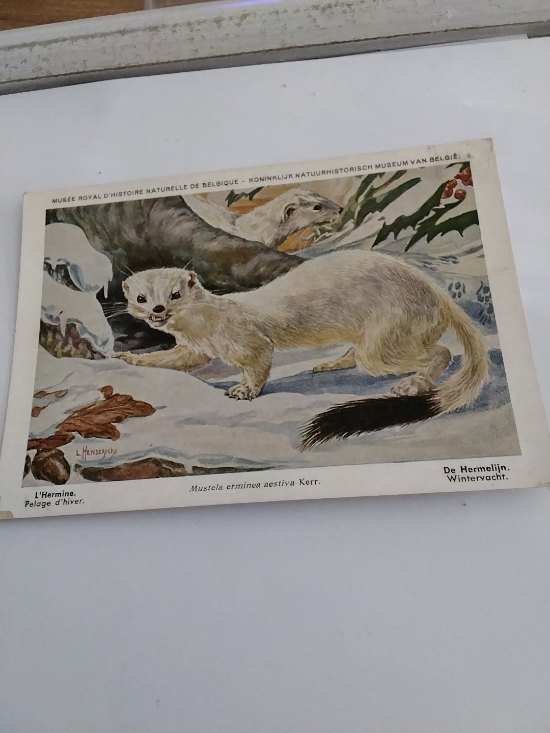 DE HERMELIJN. WINTERVACHT, Ophalen of Verzenden, Voor 1920, Overige thema's