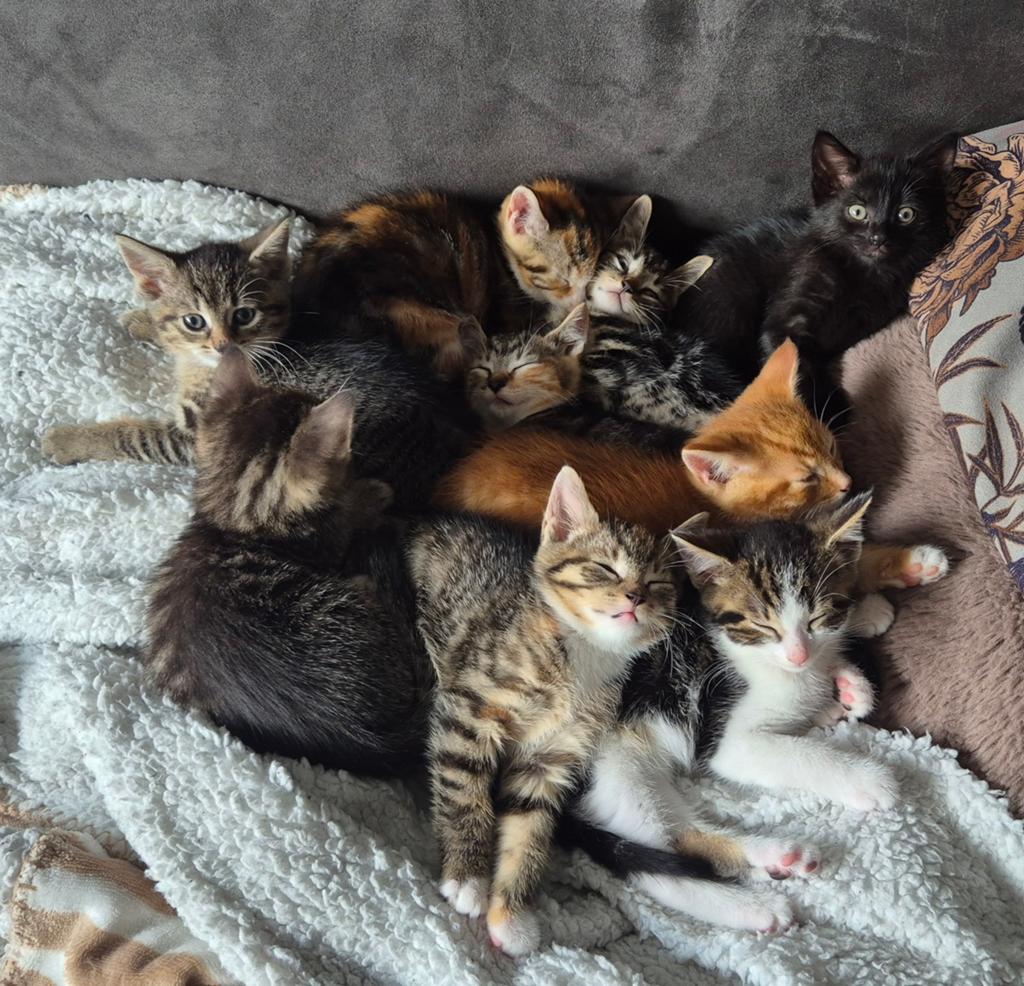 Kittens half ras zie omschrijving, Meerdere dieren