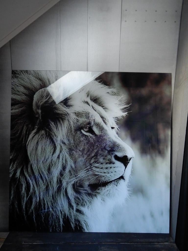 Glazen schilderij leeuw 60x60 in zeer goede staat, Ophalen