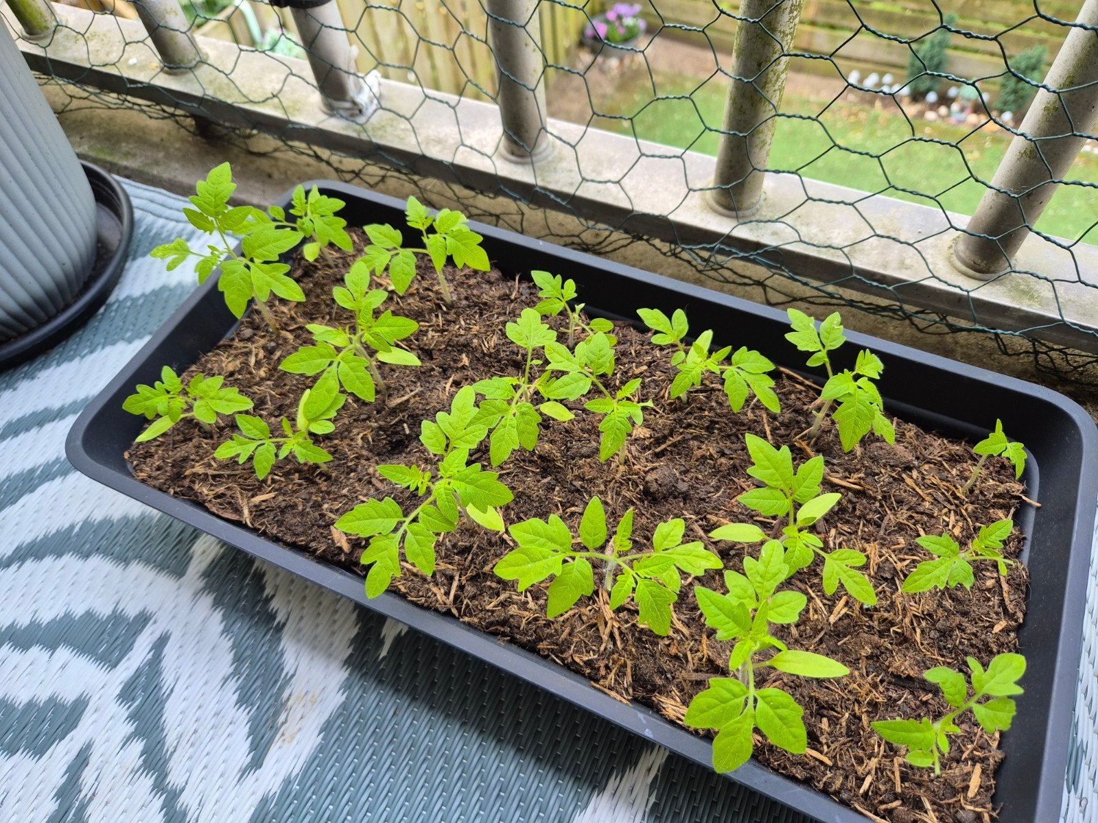 Bak met 18st. Bio cherrytomaten plantjes stekjes Moestuin, Ophalen