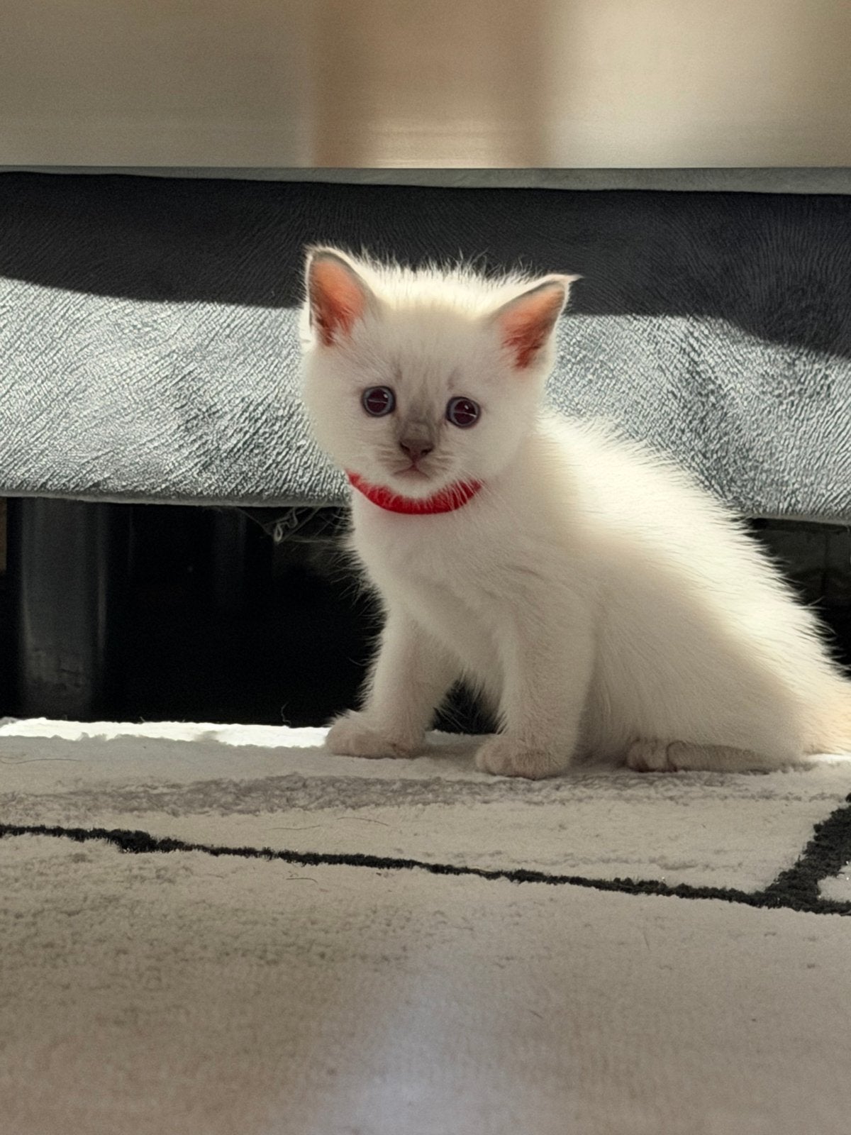 Kittens, Meerdere dieren