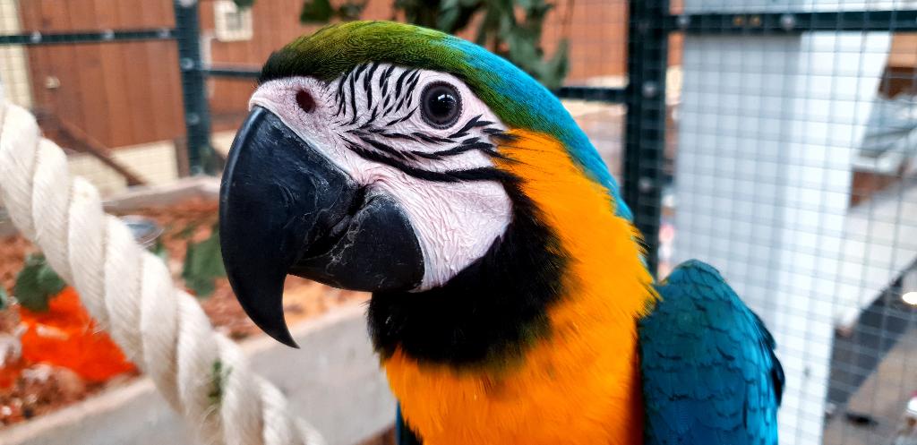 Getest | Jonge Baby Blauw Gele Aras | Lief | Getraind, Dieren en Toebehoren, Vogels | Parkieten en Papegaaien, Meerdere dieren