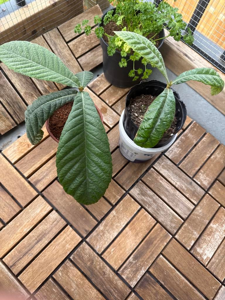 Loquat plantjes, Ophalen, Volle zon, Vaste plant, Fruitplanten