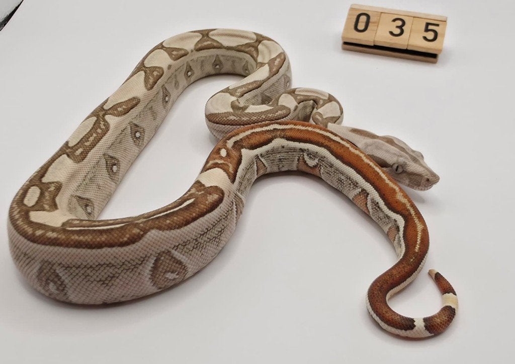 Labyrinth Jungle 66% VPI albino Boa imperator Boa Constrictor - female for sale from Mulder
