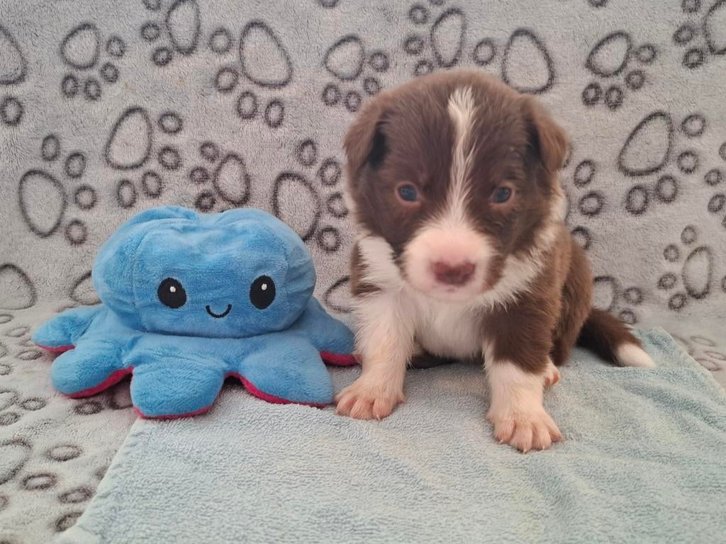 Border Collie pups showlijn, Dieren en Toebehoren, Honden | Herdershonden en Veedrijvers, Parvo, 8 tot 15 weken, Collie, Meerdere