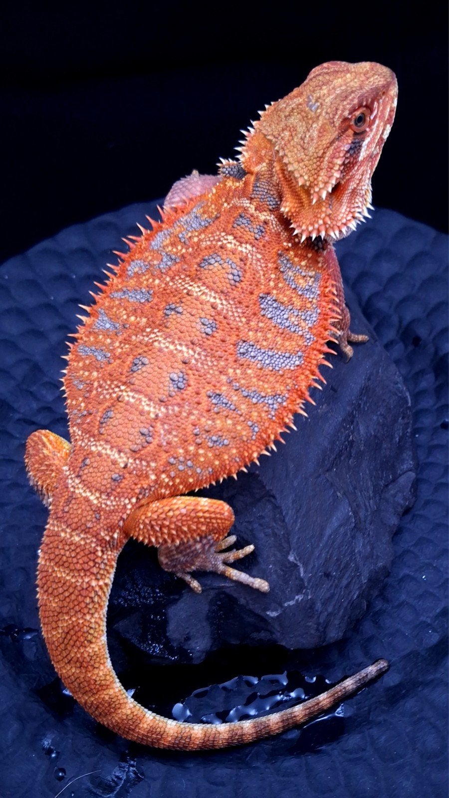 AANBIEDING!! 50% Red Monster Extreme Blue Tiger 2x Vrouw, Dieren en Toebehoren, Reptielen en Amfibieën, Hagedis, 0 tot 2 jaar