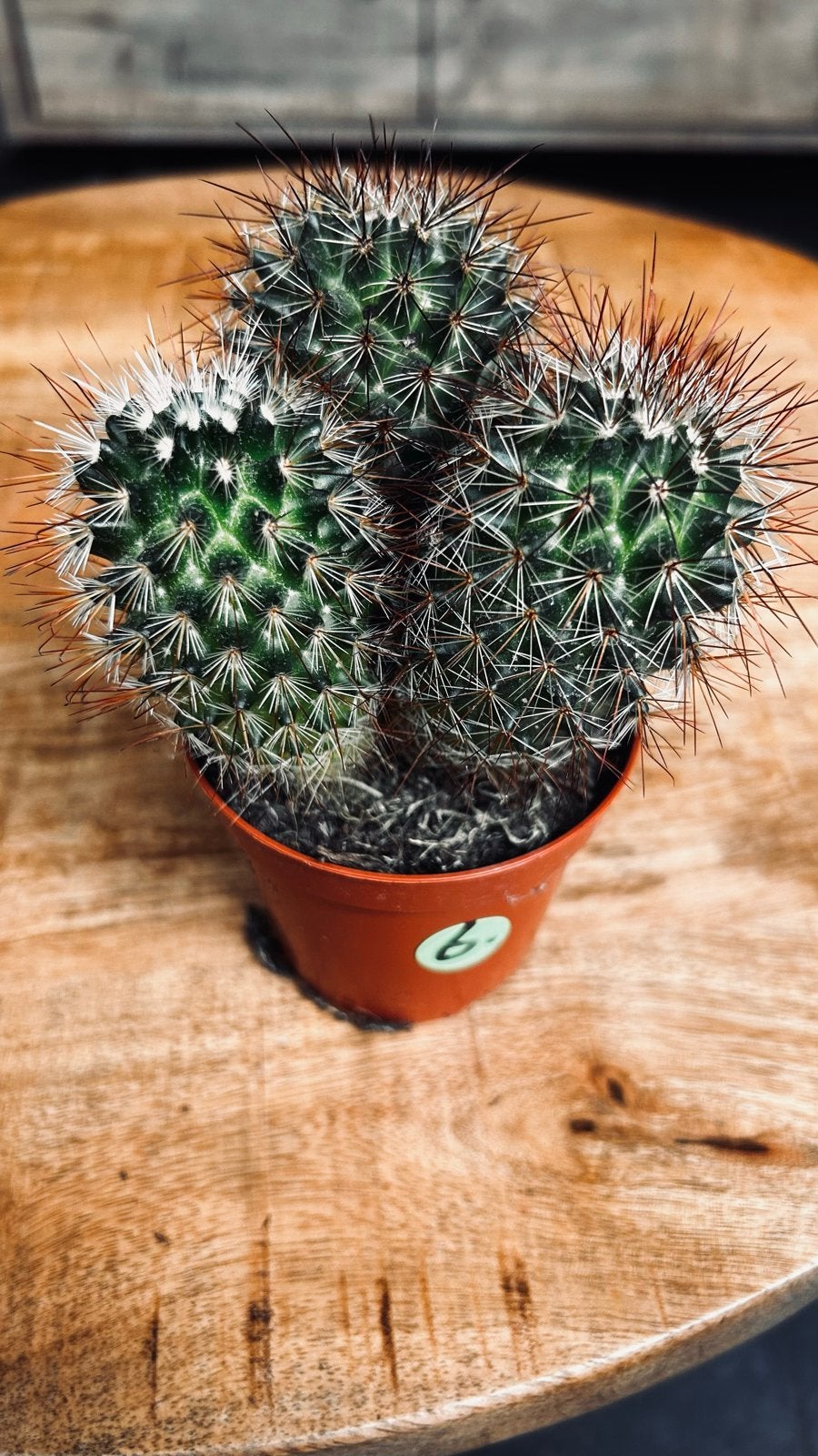 Kleine Mammillaria cactus 6, Tuin en Terras, Volle zon, Vaste plant, Bloeit niet, Ophalen