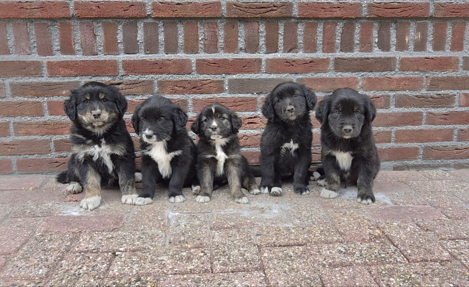 Prachtige kruising pups, Dieren en Toebehoren, 8 tot 15 weken, Meerdere, Meerdere dieren, Middel