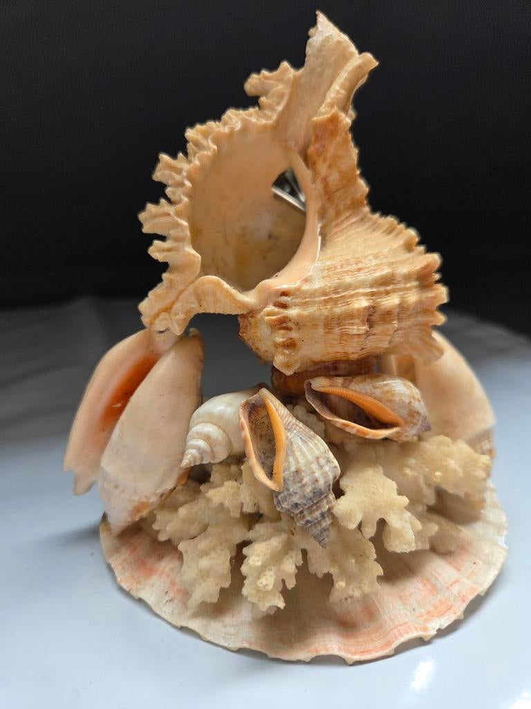 Decoratief schelpenstuk met koraal, Beige, Overige stijlen, Ophalen of Verzenden, Zo goed als nieuw
