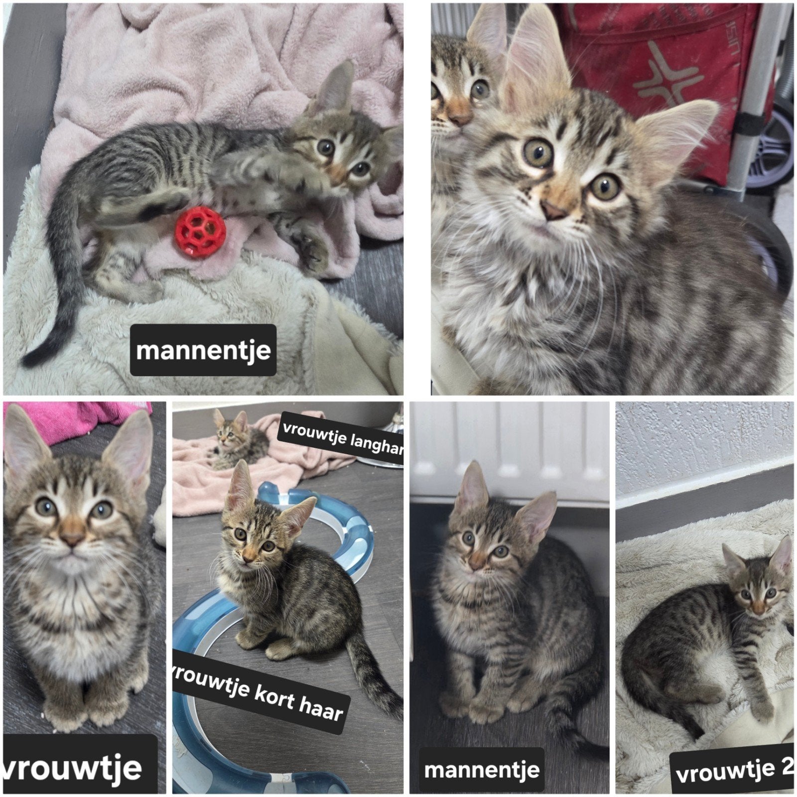 super mooie kittens kruising bengaal / savannah x maincoon
z, Meerdere dieren, Ontwormd