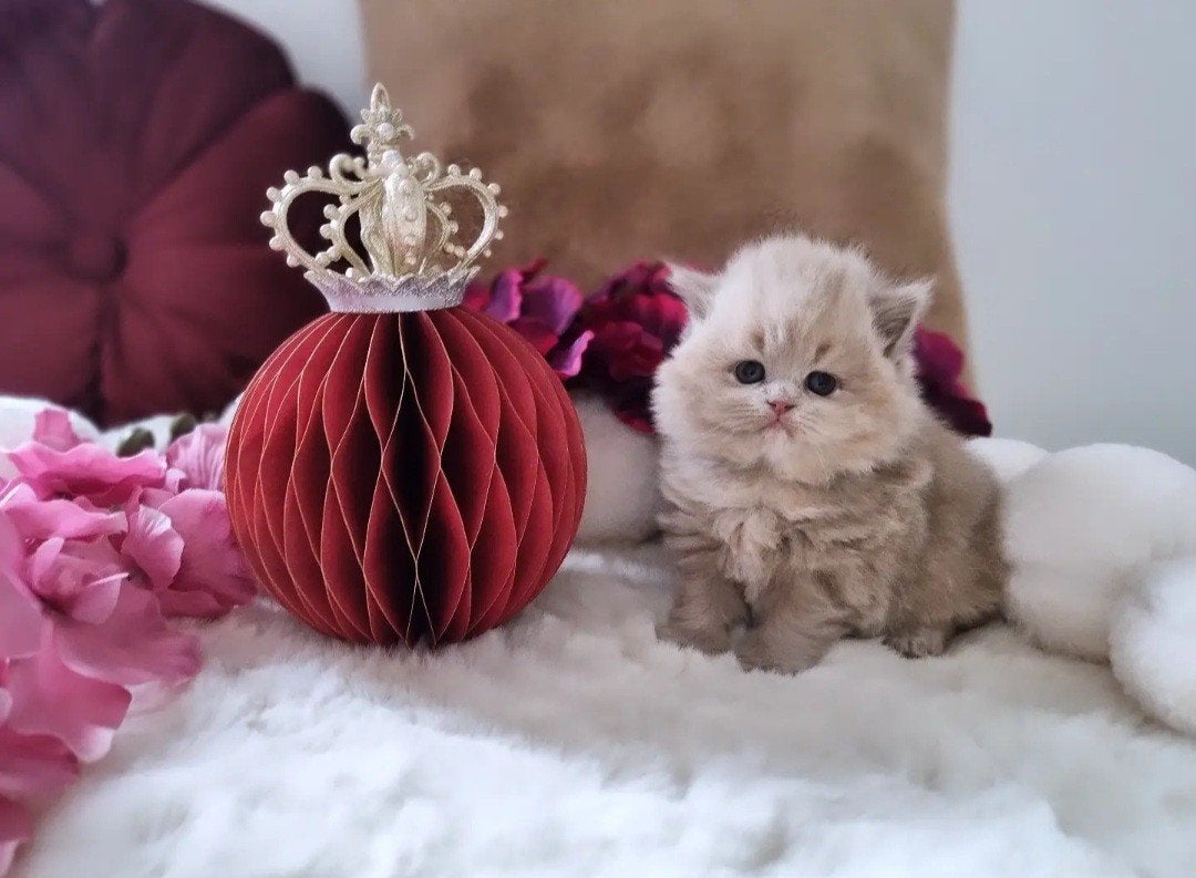 Fawn Tortie dame, Poes, Met stamboom, 0 tot 2 jaar